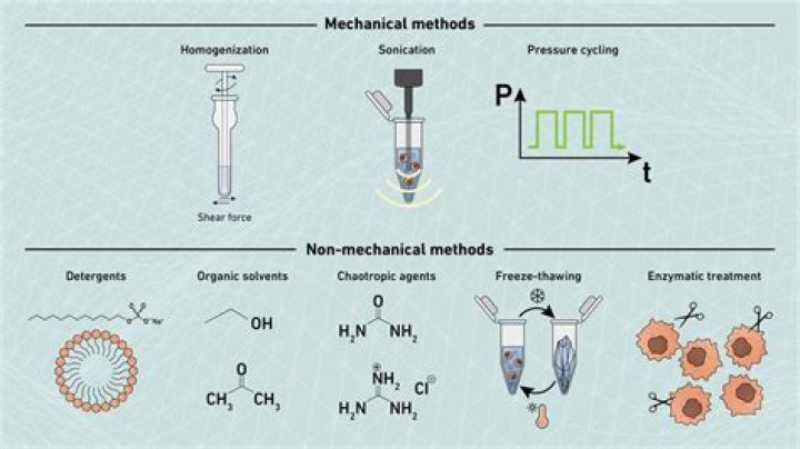 What are the methods used in protein extraction?