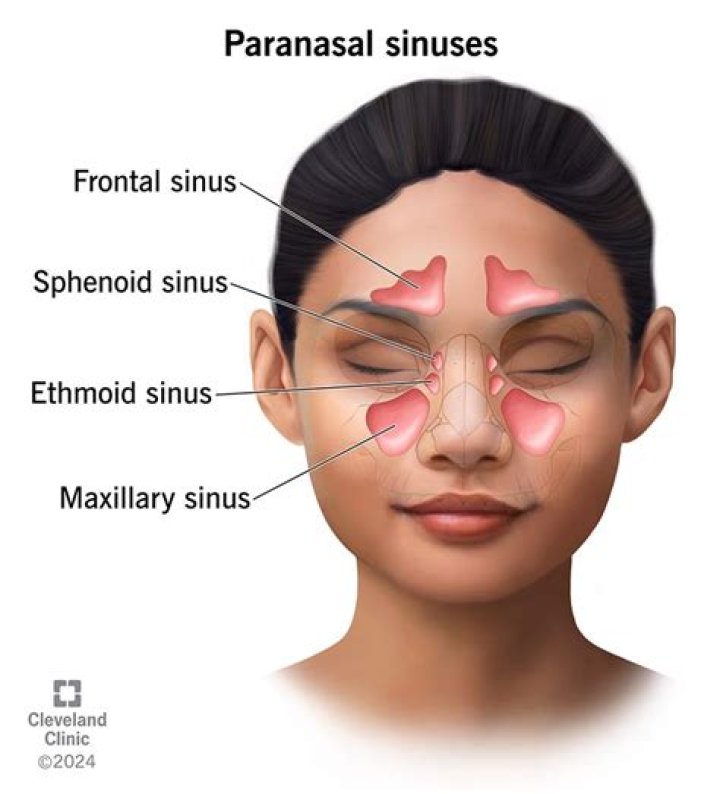 What are the para nasal sinuses?