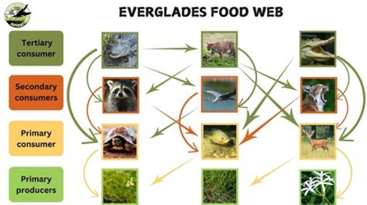 What are the producers in the Everglades?