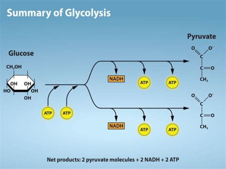 What are the result products of glycolysis?