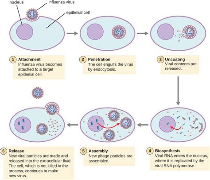 What are the seven stages of viral replication?