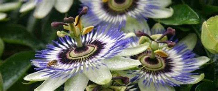What are the side effects of Passiflora incarnata?