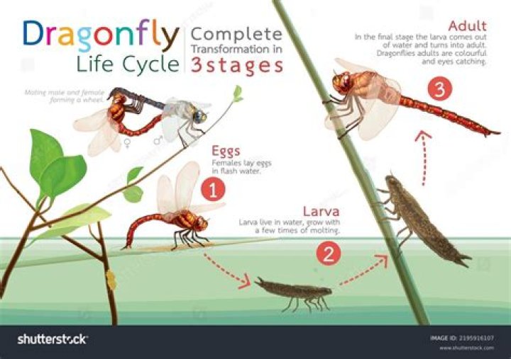What are the stages of fly development?