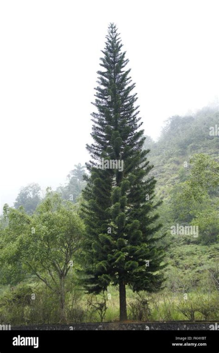 What are the tall skinny pine trees called?