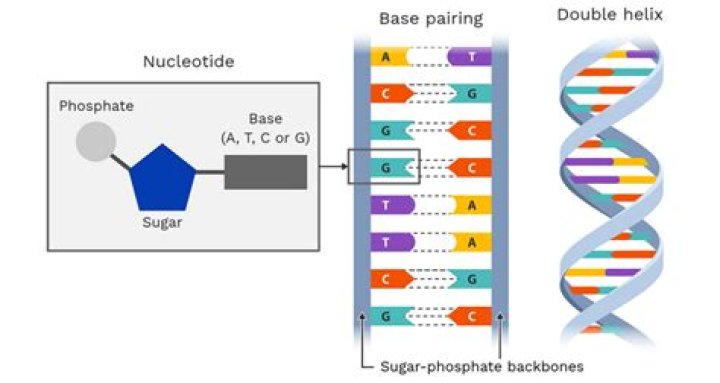 What are the three DNA binding structures?
