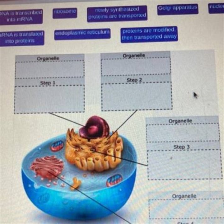 What are the three organelles?