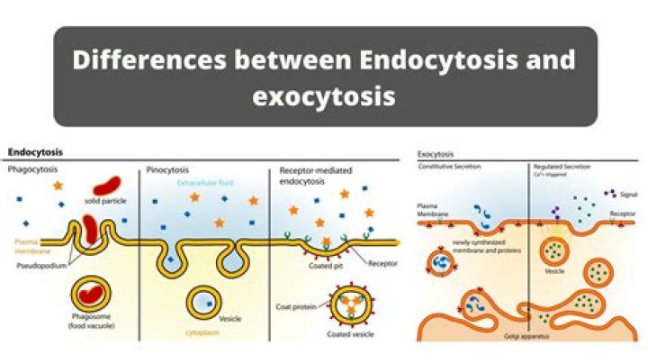 What are the types of endocytosis and exocytosis?