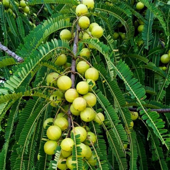 What are the uses of the AMLA tree?