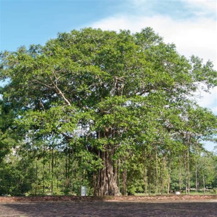 What are the uses of the peepal tree?