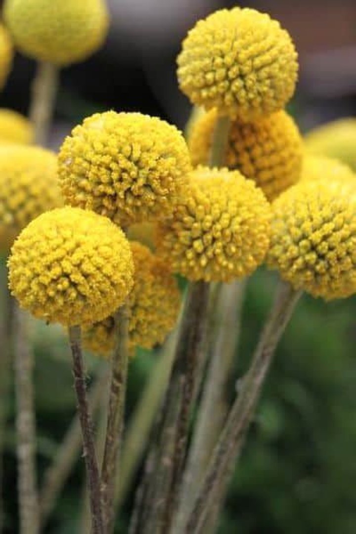 What are those ball flowers called?