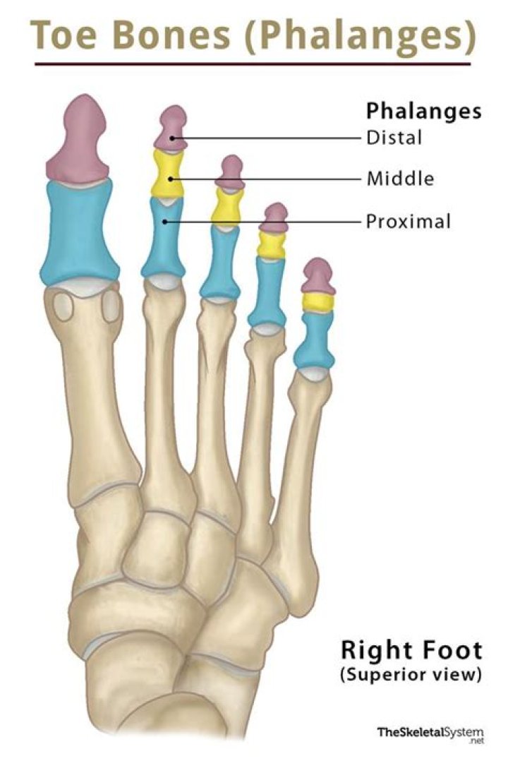 What are toes called in anatomy?