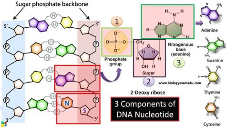 What bonds nucleotide bases?