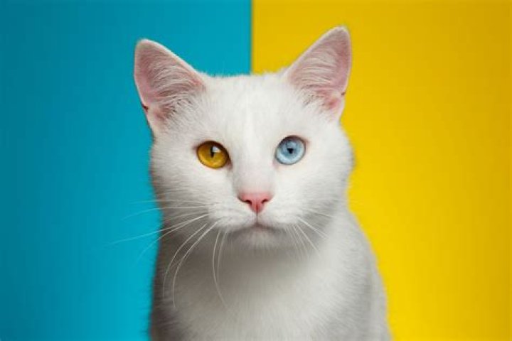 What breed is a white cat with two different colored eyes?