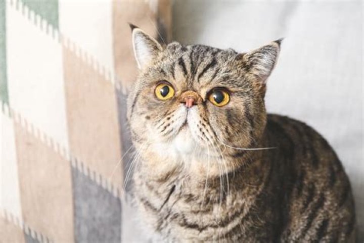 What breed of cat has a flat face and big eyes?