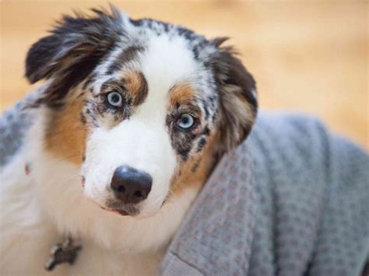 What breeds of dogs have blue eyes?