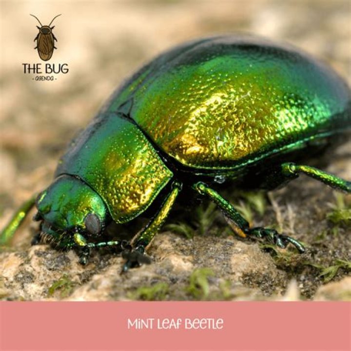 What bug is green and blue?