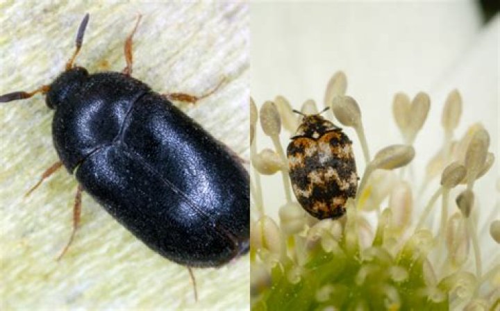 What bugs are black and tiny?