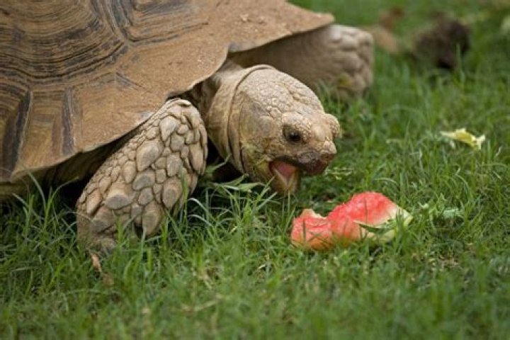 What can elongated tortoises eat?