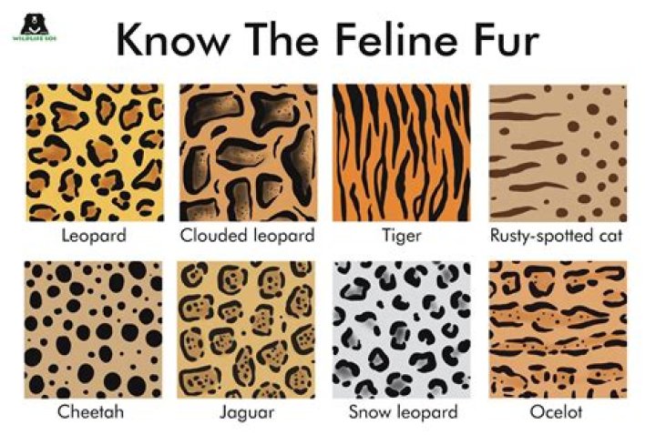 What Can fur be used for?
