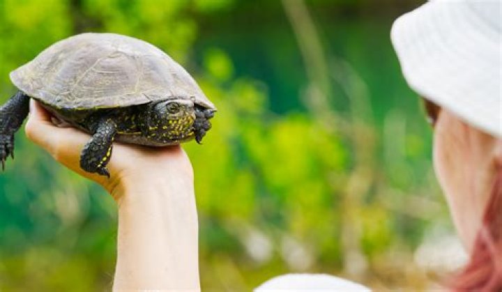 What can I feed my pet box turtle?