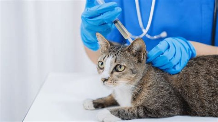 What can I give my cat to stimulate her appetite?