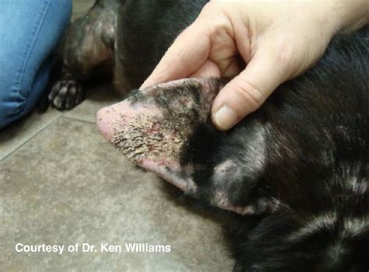 What can I put on my dog for fly bites?
