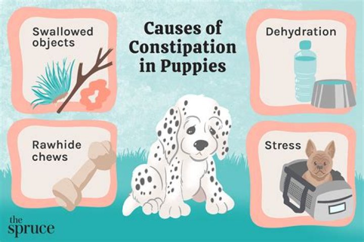 What can you give a newborn puppy for constipation?