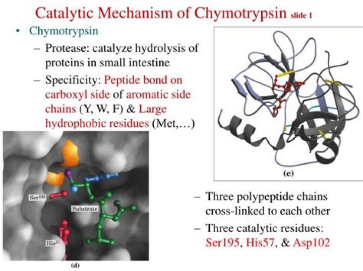 What catalytic mechanisms does chymotrypsin use?