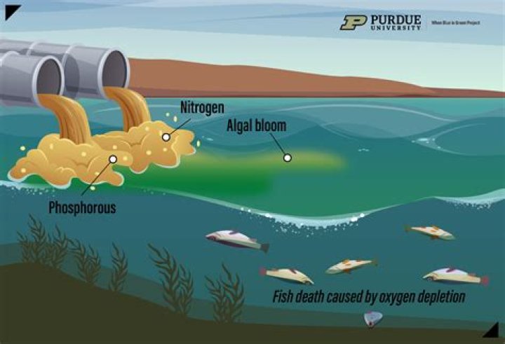 What causes fish to shimmy?