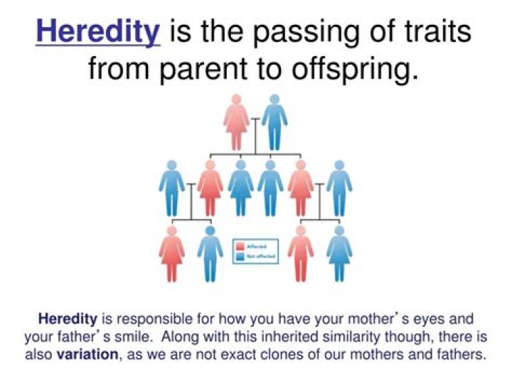 What causes offspring to be different from their parents?