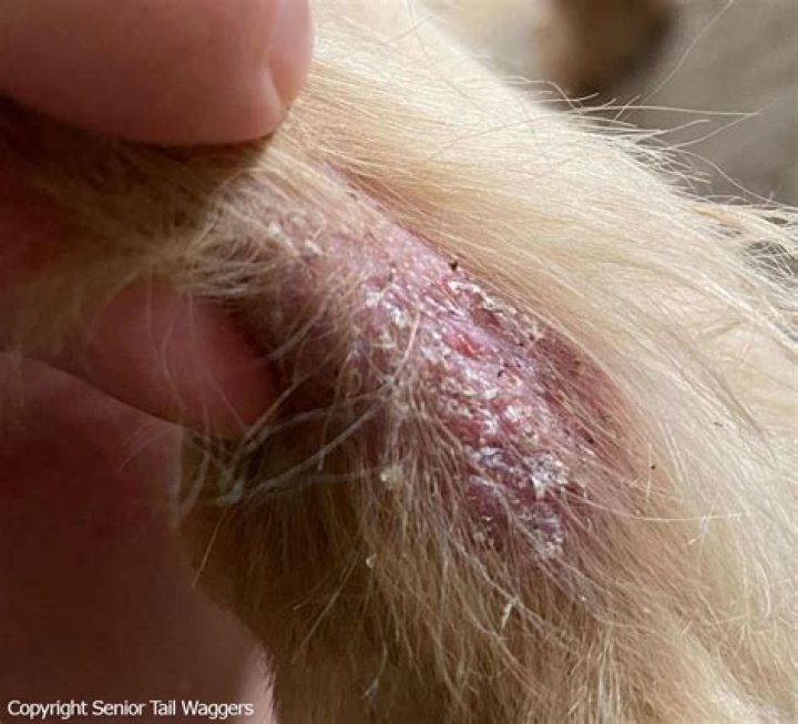 What causes red skin and hair loss in dogs?