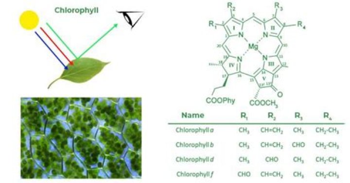 What color is being reflected in chlorophyll?