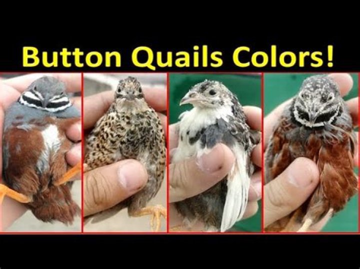 What colors do button quail come in?