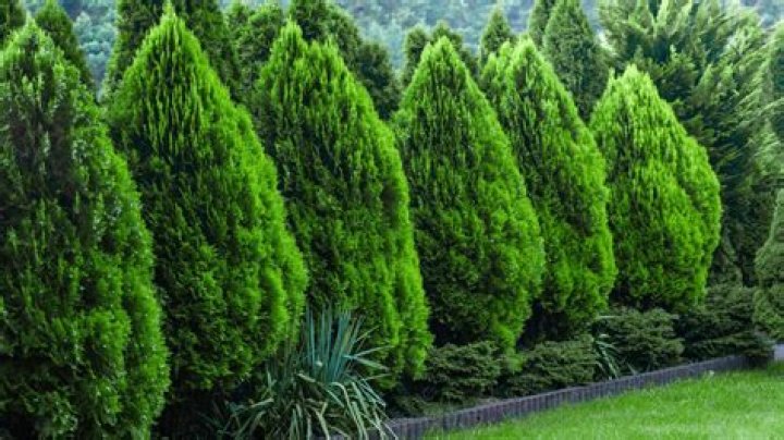 What conifers will grow in shade?