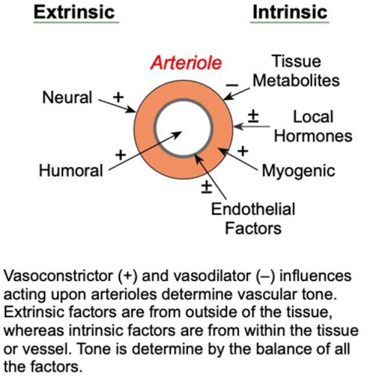 What controls arteriolar tone?
