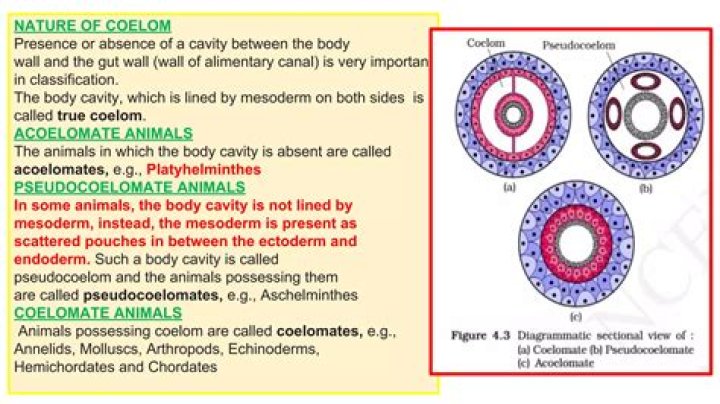 What criteria differentiates a Pseudocoelomate vs acoelomate animal?