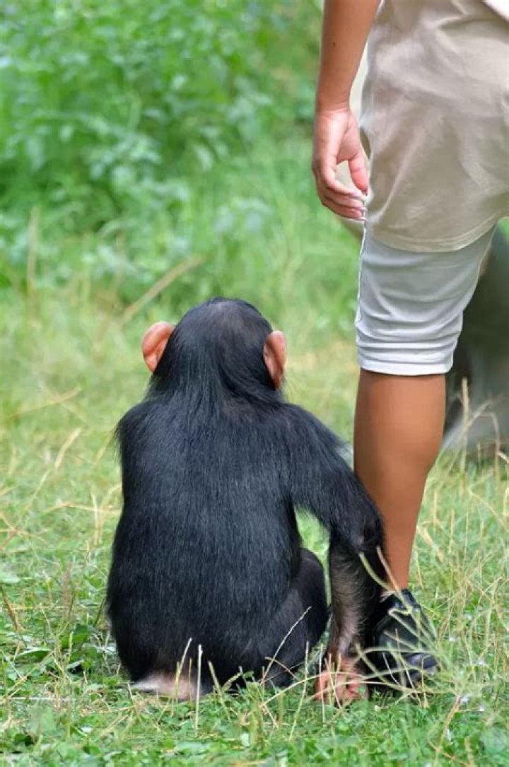 What degree do I need to become a primatologist?