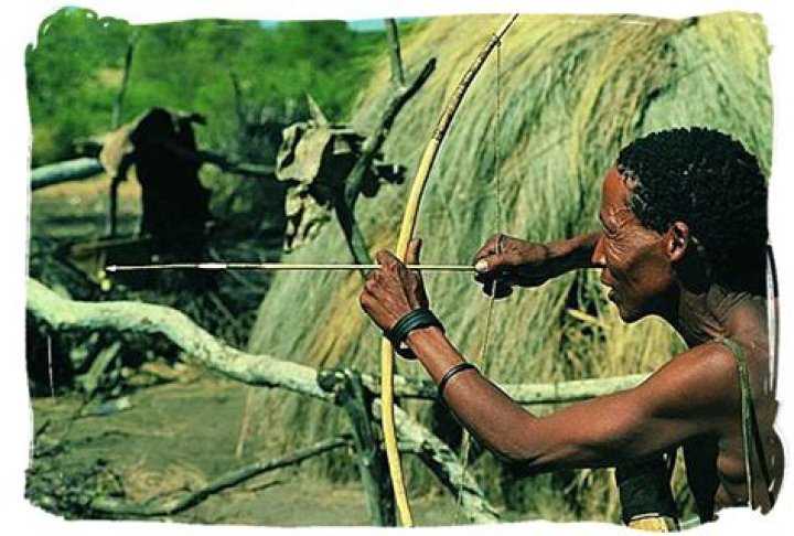 What did Bushmen hunt with?