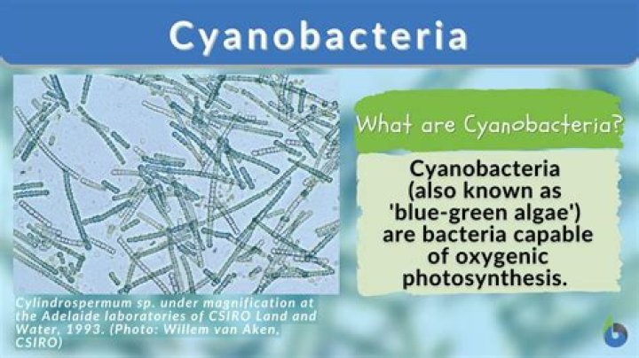 What did cyanobacteria eat?