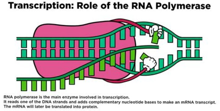 What direction does RNA polymerase moves?
