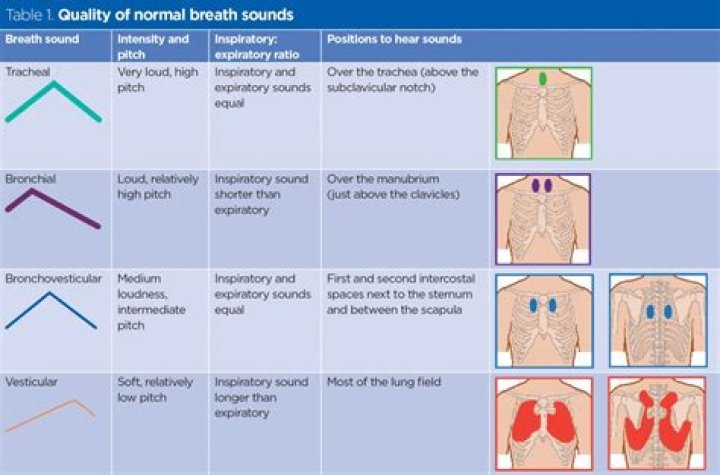 What do coarse breath sounds indicate?