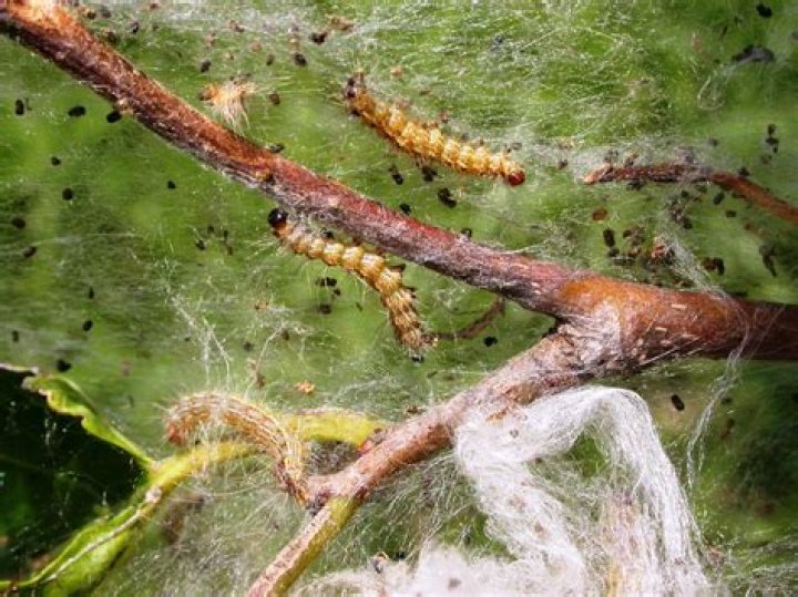 What do fall webworm caterpillars turn into?