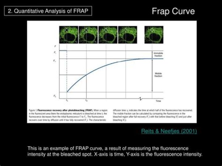 What do FRAP curves tell us?
