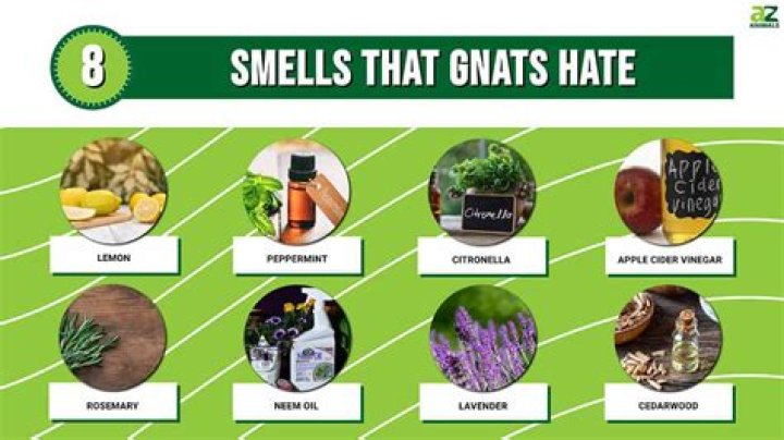 What do gnats hate the most?