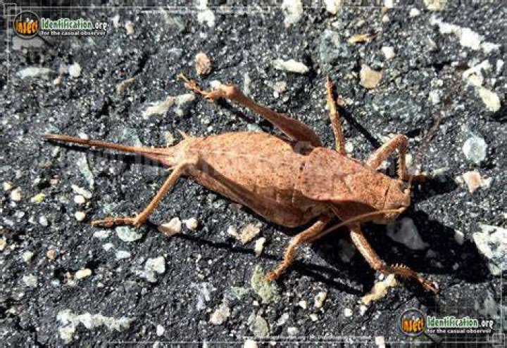 What do shield back katydid eat?