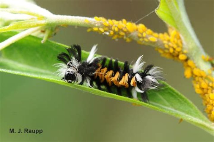 What do tussock moth caterpillars eat?