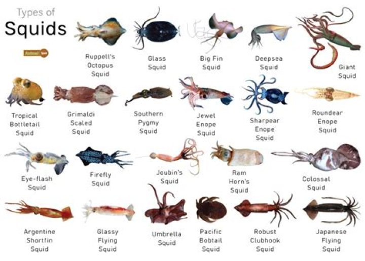 What do u call a group of squids?