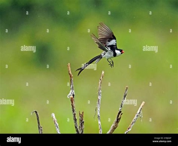 What do Whydah birds eat?