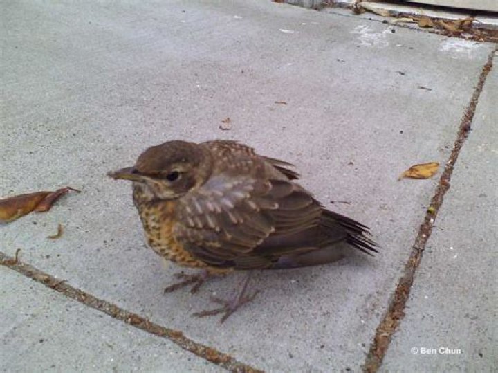 What do you do with an injured bird in Texas?