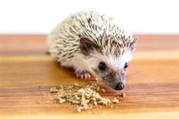 What do you feed rescued hedgehogs?